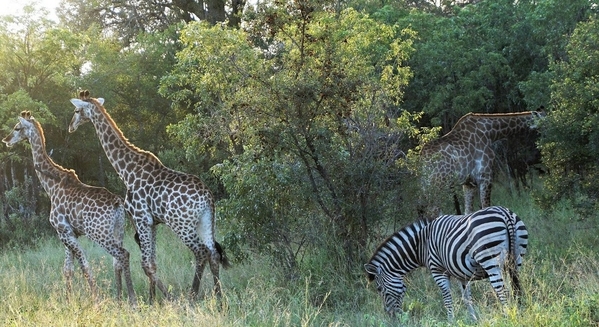 Giraffe and zebra