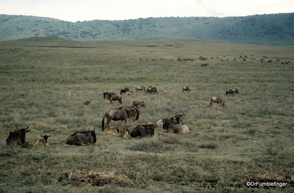 Spare Tanzania photos 03-1999 (12) Wildebeest, Ngorongoro Crater