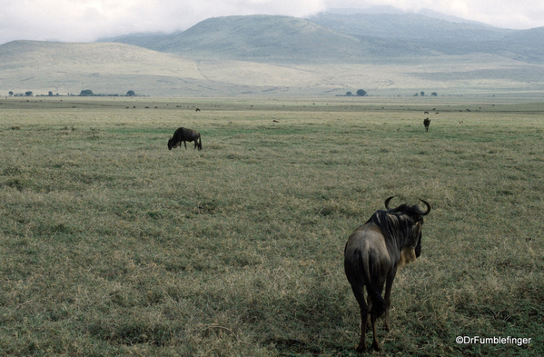 Spare Tanzania photos 03-1999 (13). Wildebeest, Ngorongoro Crater