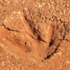 Dinosaur footprint cast, Broome