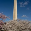 Lessuck - DC Cherry Blossoms-2
