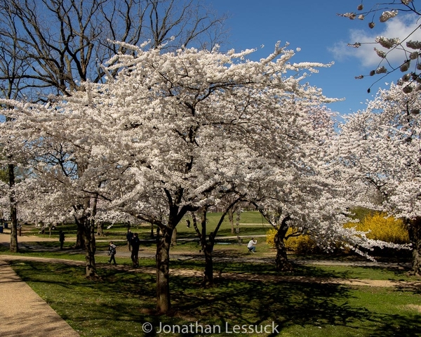 Lessuck - DC Cherry Blossoms-3