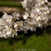 Lessuck - DC Cherry Blossoms-4