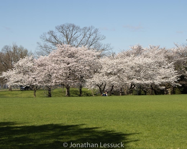 Lessuck - DC Cherry Blossoms-5