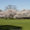 Lessuck - DC Cherry Blossoms-5