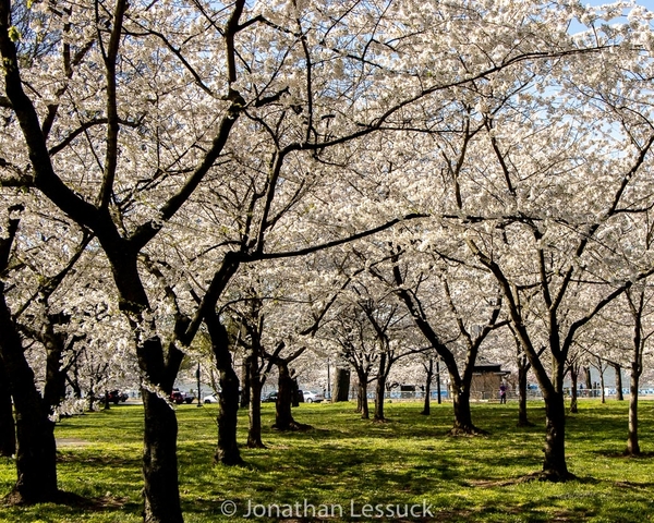 Lessuck - DC Cherry Blossoms-7