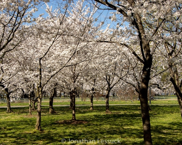 Lessuck - DC Cherry Blossoms-8