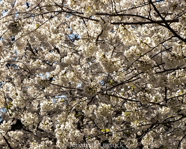 Lessuck - DC Cherry Blossoms-9