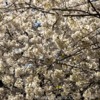 Lessuck - DC Cherry Blossoms-9