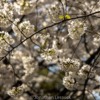 Lessuck - DC Cherry Blossoms-10