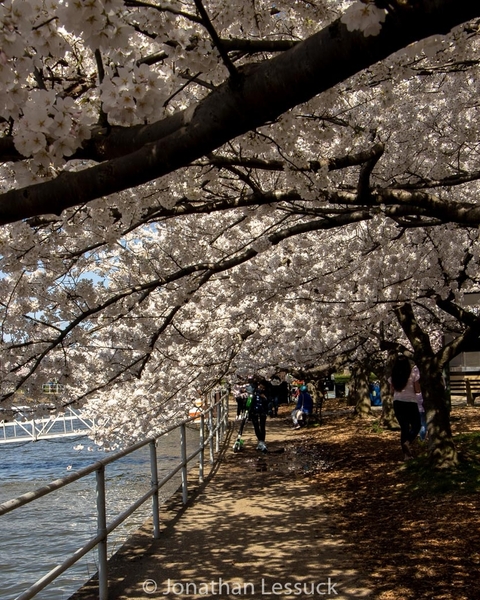 Lessuck - DC Cherry Blossoms-11