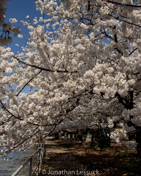 Lessuck - DC Cherry Blossoms-12