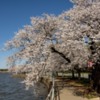 Lessuck - DC Cherry Blossoms-13