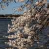 Lessuck - DC Cherry Blossoms-14