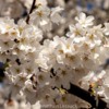 Lessuck - DC Cherry Blossoms-15