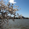 Lessuck - DC Cherry Blossoms-16