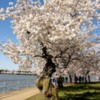 Lessuck - DC Cherry Blossoms-17