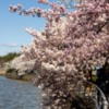 Lessuck - DC Cherry Blossoms-20