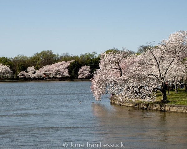 Lessuck - DC Cherry Blossoms-22