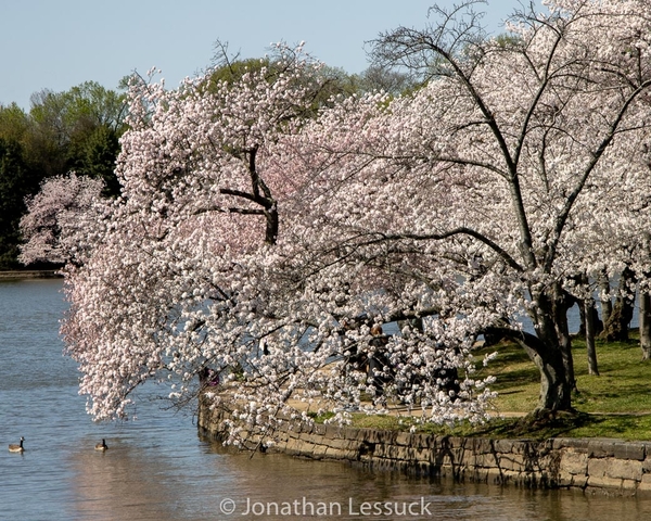 Lessuck - DC Cherry Blossoms-23