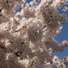 Lessuck - DC Cherry Blossoms-25