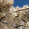 Lessuck - DC Cherry Blossoms-29