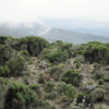Mt. Kilimanjaro.  Moorland