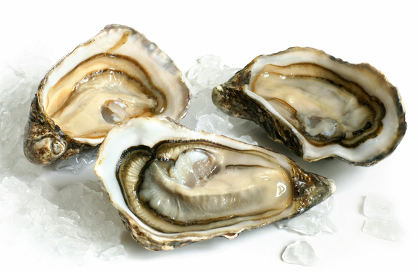 Oysters - vital.hr
