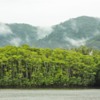 8_View of Daintree River from ferry