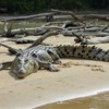9_saltwater-crocodile-4124181_1280 (1)