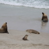 135A4586: Australian sea-lions