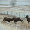 02 Bighorn Sheep SD Badlands
