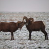 03 Bighorn Sheep SD Badlands