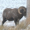 11 Bighorn Sheep SD Badlands
