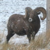 12 Bighorn Sheep south of Wall SD (64)