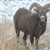 13 Bighorn Sheep south of Wall SD (80)