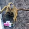11-naughty baboon