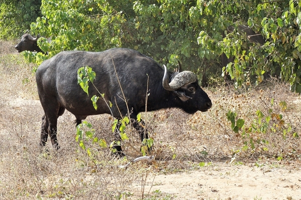 14_Cape buffalo
