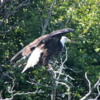 Bald Eagle, Katmai National Park, Alaska