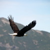 Bald Eagle, Katmai National Park, Alaska
