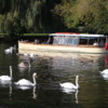 Swans, Stratford-upon-Avon