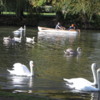 Swans, Stratford-upon-Avon