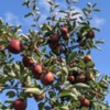 Verger Belliveau Orchard: Verger Belliveau Orchard