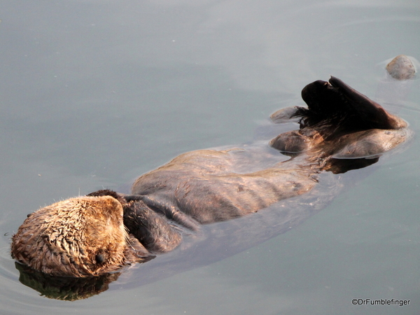 Kodiak St. Paul Harbor Sea Otter(25)