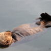 Sea Otter, St. Paul Harbor, Kodiak