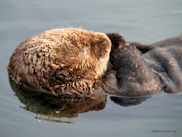 Kodiak St. Paul Harbor Sea Otter(30)