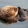 Sea Otter, St. Paul Harbor, Kodiak