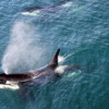 Orcas, Kenai Fjords National Park,