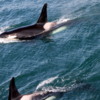 Orcas, Kenai Fjords National Park,