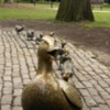 Lessuck - Boston Public Gardens (1 of 2)